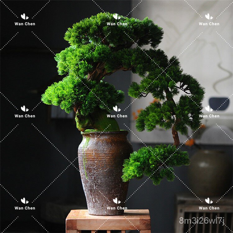 อินทรีย์-ต้น-ดอก-50-เมล็ด-ซอง-ต้นสนญี่ปุ่น-japanese-white-pine-pinus-seed-ต้นไม้แคระ-ต้นไม้ประดับต้น-japanese-2ud4