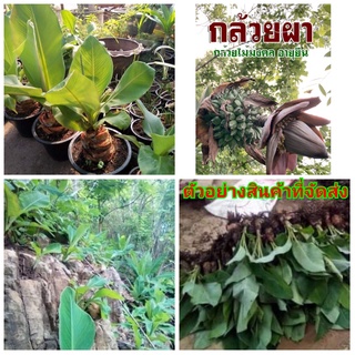 (1ต้น)(ขาย ต้นพันธุ์) ต้น กล้วยผาแดง กล้วยผา แดง กล้วย ต้นกล้วย เพชรพันธุ์ไม้