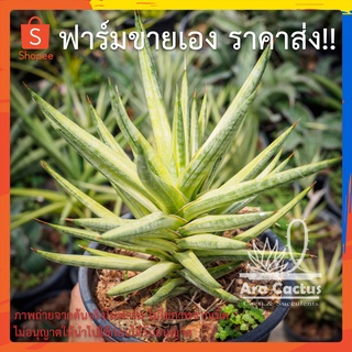 สวนขายเอง! ลิ้นมังกรขนเม่นด่าง Sansevieria francisii variegate ไซส์กระถาง 4 นิ้ว ต้นไม้ประดับ อวบน้ำ ไม้ฟอกอากาศ