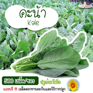 เมล็ดพันธุ์คะน้า 500 เมล็ด อัตราการงอก95% ปลูกง่าย โตไว (แถมฟรี เมล็ดผักทุกออเดอร์)