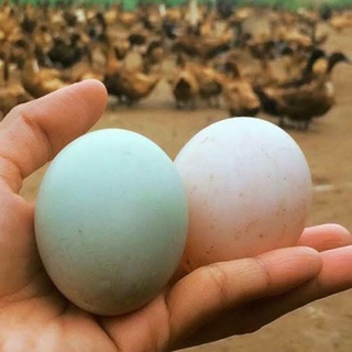 สินค้า ไข่เชื้อเป็ด กากีแคมเบล ไข่เป็ดพร้อมฟัก  เลี้ยงปล่อยธรรมชาติ มีตัวผู้ผสมกับตัวเมีย  รับรองฟักได้100%  พร้อมส่ง