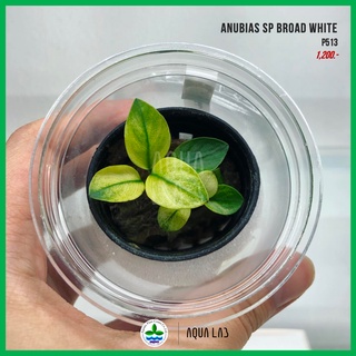 [APC] Anubias sp broad white (อนูเบียส บรอดไวท์) [ไม้น้ำ - Aquatic Plant]