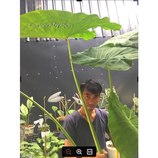 Colocasia gigantea Hook บอนโหรานา สำหรับตัดสวนป่า สวนนำ้ตก ส่งต้นโตตามรูปตัดใบ