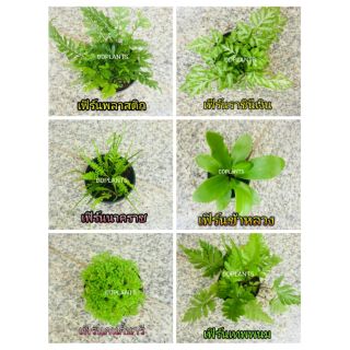 DDPLANTS ต้นไม้มงคล ตระกูลเฟิร์น  ราคาถูก