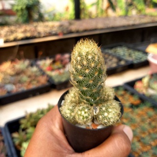 (ลดเพิ่ม 50% สูงสุด 100 ใส่โค้ด INCLV33) นิ้วทอง Mammillaria Elongata แคคตัส กระบองเพชร ในกระถางสองนิ้วส่งพร้อมกระถาง