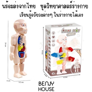 Benjy House พร้อมส่ง ชุดวิทยาศาสตร์ร่างกาย Human Body Model เรียนรู้อวัยวะต่างๆแบบเข้าใจ