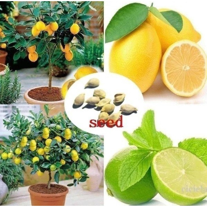 เมล็ดพันธุ์มะนาวเลม่อน-เมล็ดพันธุ์-lemon-seeds-30-เมล็ด-บอนสี-เมล็ดพันธุ์ดอกไม้-เมล็ดพันธุ์พืช-พันธุ์ดอกไม้-เมล็ด