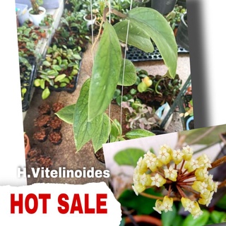 Hoya Vitellinoides โฮย่าหายาก ใบสวย