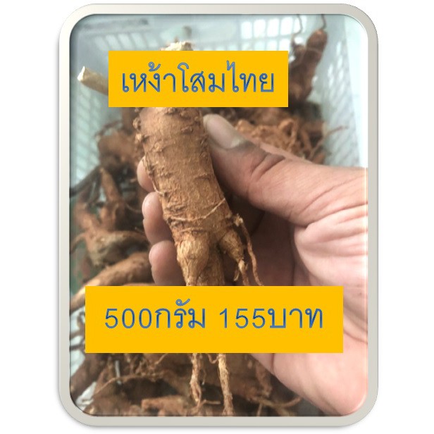 เหง้าโสมไทย500กรัม-โสมคน-ภาคกลาง-ว่านผักปัง-เชียงใหม่-โทวหนิ่งเซียม-จีน-ถู่เหยินเซิน-จีนกลาง