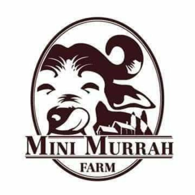 รูปภาพสินค้าแรกของมินิมูร่าห์ฟาร์ม Mini Murrah Farm ใครใช้ด่วนทักมา
