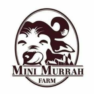 รูปภาพขนาดย่อของมินิมูร่าห์ฟาร์ม Mini Murrah Farm ใครใช้ด่วนทักมาลองเช็คราคา