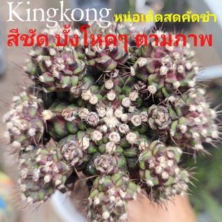 ภาพหน้าปกสินค้าแคคตัสKingkong👍หน่อเด็ดสดคัดชำ👍สีชัดๆบั้งโหดๆ จากต้นแม่ตามภาพ ที่เกี่ยวข้อง