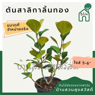 สาลิกาลิ้นทอง กระถาง 5-6 นิ้ว