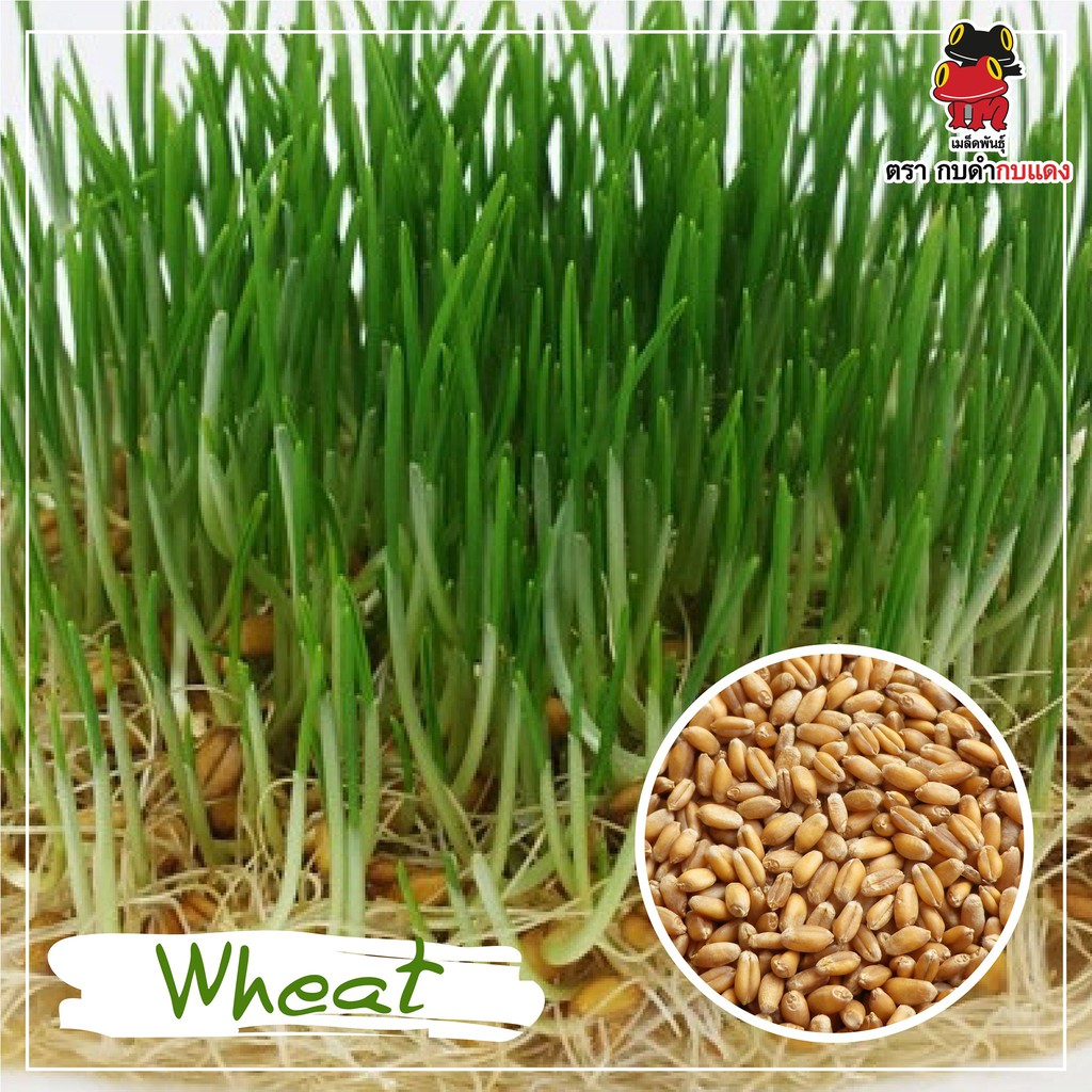 wheat-ต้นอ่อนข้าวสาลี-ขนาด-300-กรัม-6-900-เมล็ด-ราคา-199-บาท