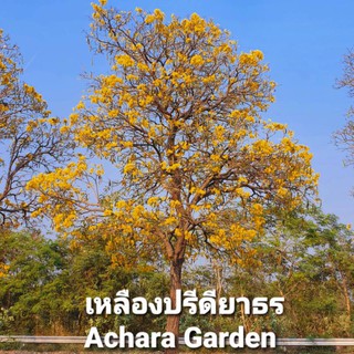 ต้นกล้า ดอกเหลืองปรีดียาธร ดอกบานสะพรั่ง สีเหลืองสดใส