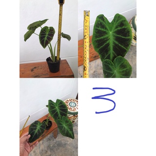 บอนสี ว่านมเหศวร ☘️ colocasia black beauty ☘️ แบล็คบิวตี้ 📌ได้สินค้าตามรูป📌อ่านรายละเอียดก่อนสั่งซื้อ