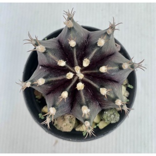 แคคตัส ยิมโนคาไลเซียม (Gymnocalycium)เชื้อด่าง