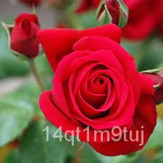 &lt;Greenheavenz&gt;  Fairy Flowers Flower Seeds Rose Biji Benih ร้อยดอกไม้นางฟ้าสีแดงกุหลาบเมล็ด F021กางเกง/มะละกอ/สร้อยข้อมื