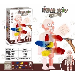 Clever Toys ชุดของเล่นจำลองร่างกายมนุษย์ขนาดพกพา