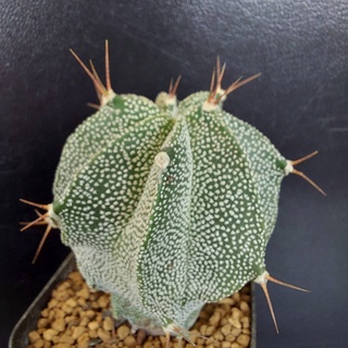 แอสโตรไฟตั้มออนาตั้ม Astrophytum ornatum แคคตัส กระบองเพชร