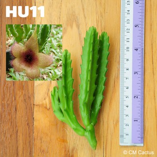 เก๋ง Huernia stapelia gigantea (HU11) ตัดสด ยาว 20 เซนติเมตร
