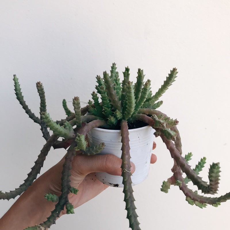 เก๋งจีน-เก๋งจีนพร้อมกระถางเซรามิก-แคดตัส-cactus