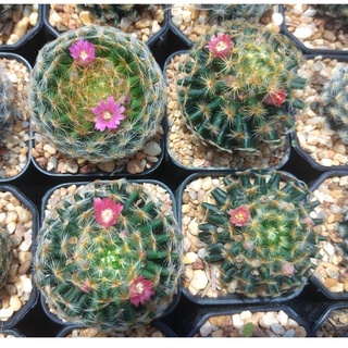 💥แมมขนนกเหลือง💥 Mammillaria schiedeana  ขนาด 2.5-4 ซม. ต้นแคคตัส ต้นกระบองเพชร (กรุณาอ่านรายละเอียดก่อนทำการสั่งซื้อครับ