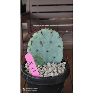 Opuntia violacea var. azurea (Rose)n25