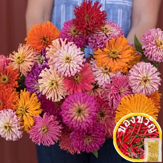 เมล็ดอวบอ้วน100%เมล็ดบานชื่นแคคตัส 50เมล็ด(0.5กรัม)  Zinnia Cactus elegans  เมล็ดพันธุ์พรีเมี่ยมเกรดเมล็ดพันธุ์ManilaMix