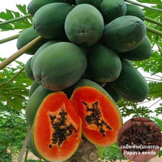 เมล็ดพันธุ์ มะละกอ Papaya Fruit Seeds plants and trees ต้นผลไม้ พันธุ์ผัก （นี่มันเมล็ดพืช ไม่ใช่พืช!）