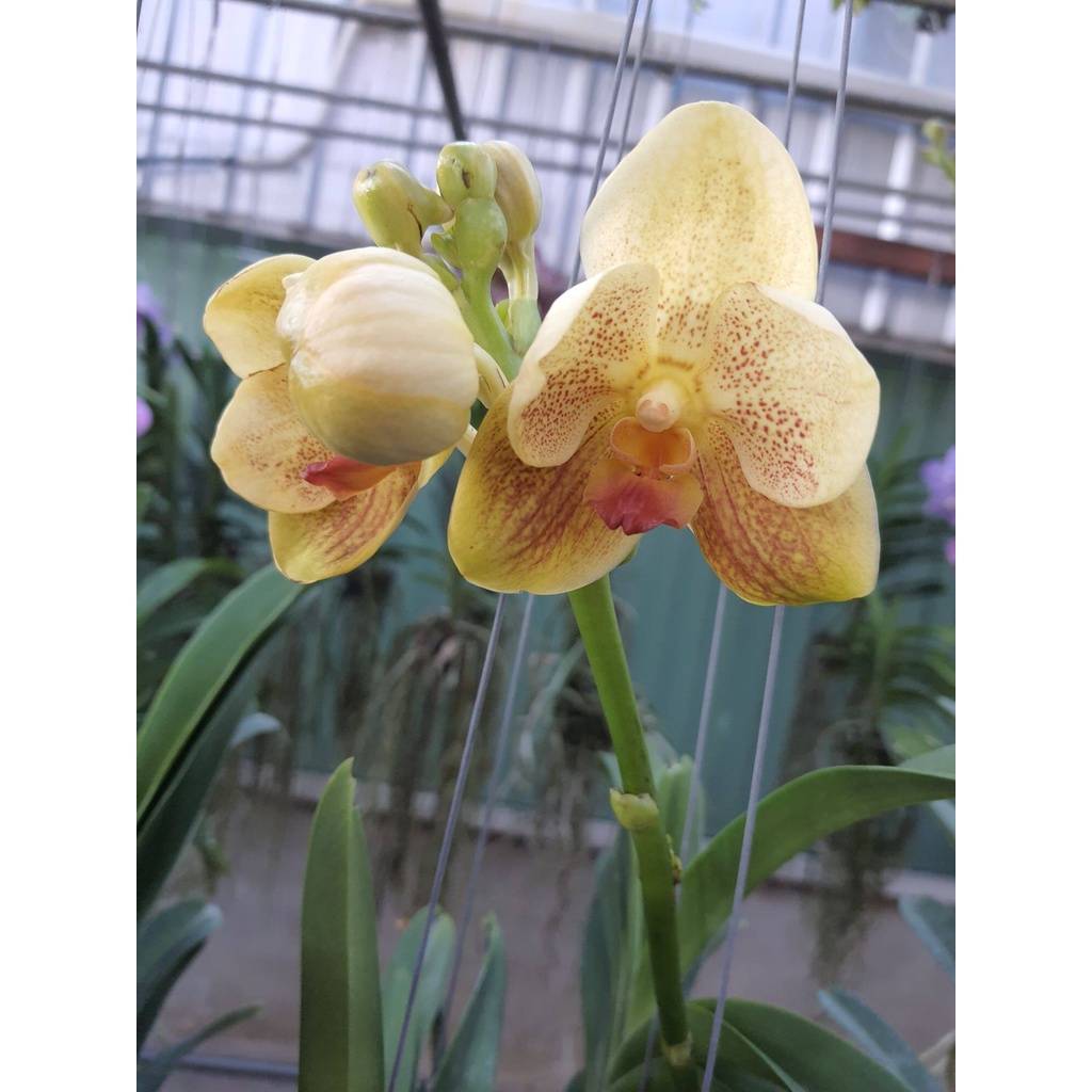 vanda-กล้วยไม้แวนด้า-สีเหลือง-ทูโทน-ดอกใหญ่-สวยงาม-ต้นสวยงาม-ส่งสินค้า-ต้นติดดอกแล้ว