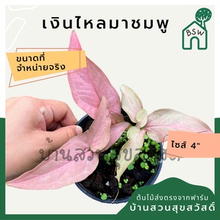 เงินไหลมาชมพู กระถาง 4 นิ้ว syngonium สีสวยหวาน