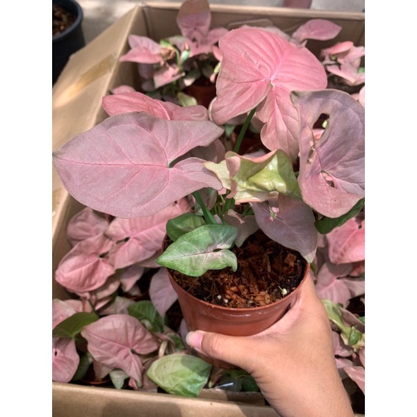 ต้นออมชมพู-pink-syngonium-ออมชมพู-ไม้มงคล-สุดฮิต-เก็บเงินรับทรัพย์