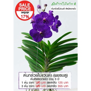 ต้นกล้วยไม้แวนด้า พชรบลู สีม่วง (Vanda Patchara Blue Orchid Plant) ต้นติดดอกแล้ว อายุ 3 ปี