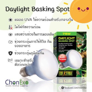 ภาพหน้าปกสินค้า(พร้อมส่ง)Exoterra หลอดไฟเลี้ยงสัตว์ UVA Daylight Basking Spot ( 75w , 100w ) (หลอดไฟให้ความร้อนสำหรับกลางวัน) ซึ่งคุณอาจชอบสินค้านี้