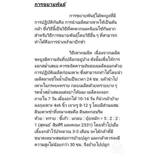 เมล็ดพันธุ์ต้นพะยูงไทย-เมล็ดพันธุ์พะยูงไทย-เม็ดพะยูงไทย-ชุดล่ะ-100-เม็ด