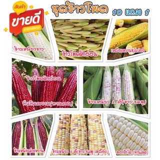 ชุดข้าวโพด 🌽เมล็ดพันธุ์ข้าวโพดทุกสายพันธุ์🌽 2-20 เมล็ด ปลูกง่าย 🚜พันธุ์แท้🚜 ผลผลิตเร็ว ราคาถูก 9บ. [10 แถม1คละได้]