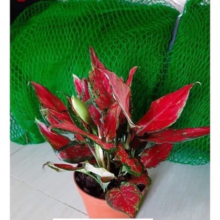 seeds  suksom, red ruyi 50 เมล็ด (ไม่ใช่พืชที่มีชีวิต)