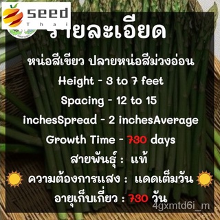 (ผู้ค้าส่งเมล็ดพันธุ์) เมล็ดพันธุ์ หน่อไม้ฝรั่ง เมรี่วอชิงตัน 70 เมล็ด นำเข้าจากต่างประเทศ ปลูกง่าย ไม่กลายพันธุ์  เป็นเ