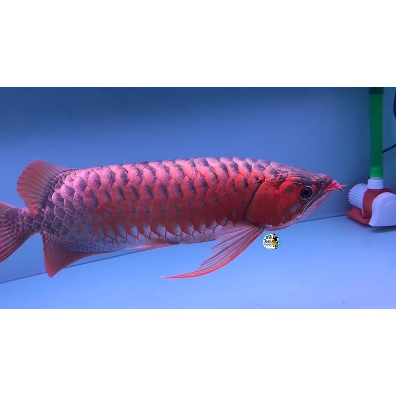 หลอดไฟสำหรับปลามังกรแดง-ไฟโชว์สีปลา-t10-4แถว-ขนาด-120cm-และ-150-cm-และ-180cm