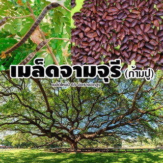 เมล็ดจามจุรี (ก้ามปู หรือ ฉำฉา) เมล็ดใหม่ บรรจุ 15-60 เมล็ด