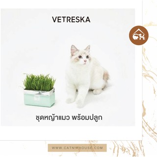 ภาพขนาดย่อของภาพหน้าปกสินค้าพร้อมส่ง Vetreska ชุดหญ้าแมว CATNIP พร้อมปลูก ช่วยให้น้องแมวสุขภาพดี จากร้าน catniphouseshop บน Shopee ภาพที่ 8