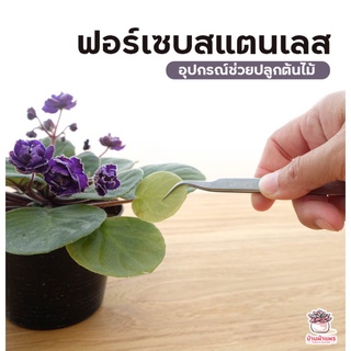 ภาพหน้าปกสินค้าฟอร์เซปสแตนเลส Forcep ฟอเซป ปากคีบ อุปกรณ์ช่วยปลูกต้นไม้ แคคตัส กระบองเพชร cactus&succulent ที่เกี่ยวข้อง