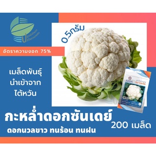 กะหล่ำดอก ซันเดย์ (Cauliflower)