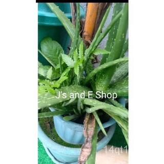 SALE!!! ROOTED ALOE VERA PLANT.(LIVE PLANT)苹果/裙子/儿童/seeds/通心菜/头饰/母婴/园艺/鲜花/木瓜//กุหลาบ IBKI