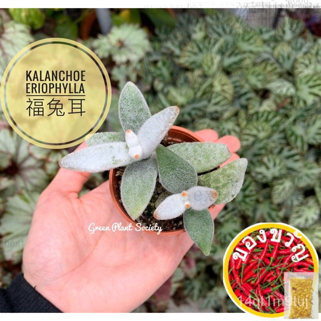 gps-green-plant-society-live-succulent-kalanchoe-eriophylla-fu-กระต่ายหู-seeds-1blr