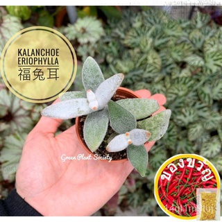 GPS Green Plant Society Live Succulent Kalanchoe eriophylla Fu กระต่ายหู种子/帽子/园艺/头饰/seeds/裙子/内裤/上衣/花园/儿童/ 1BLR