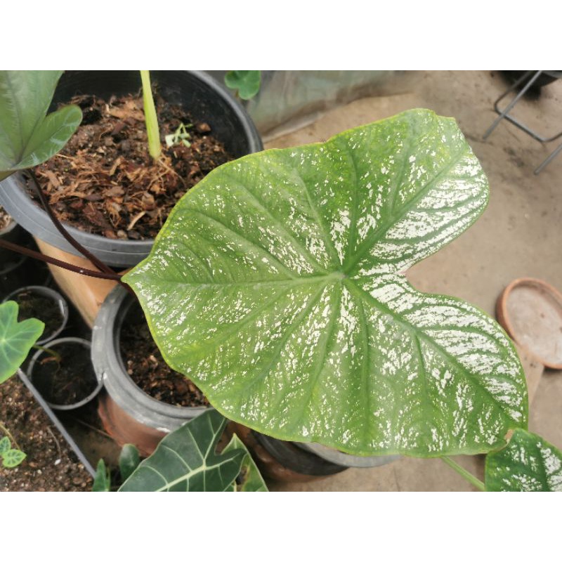 บอนสี-อิเหนา-caladium-ส่งต้นตามภาพ