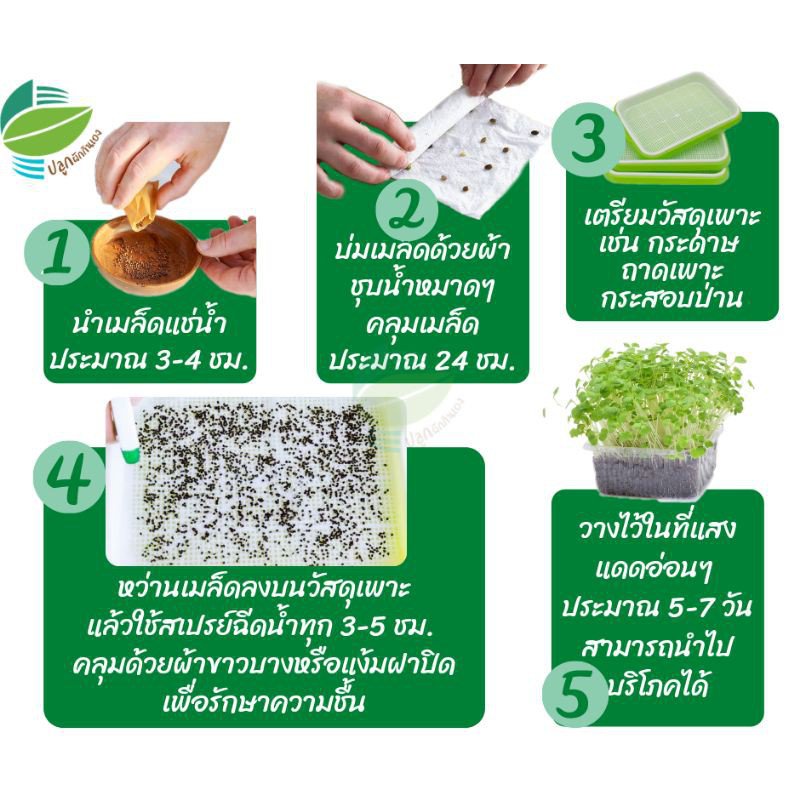 ผู้ผลิตเมล็ดพันธุ์-เมล็ดต้นอ่อน-เมล็ดผักไมโครกรีน-microgreen-อัลฟาฟ่า-ทานตะวัน-บลอคโคลี-โต-อินทรีย์-คละ-สวนครัว-ดอก