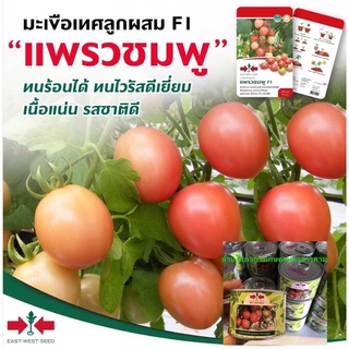 มะเขือเทศสีดา ขายส่ง450฿ เพชรชมพูขนาด20 กรัม ตราศรแดง เมล็ดพันธ์ตราศรแดง มะเขือเทศแพรวชมพู 🍅 มะเขือเทศกระป๋อง